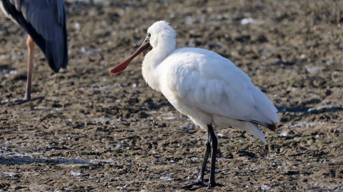 Косар малий - ML646575646