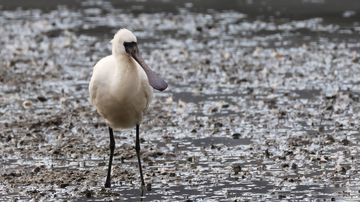 Косар малий - ML646575647