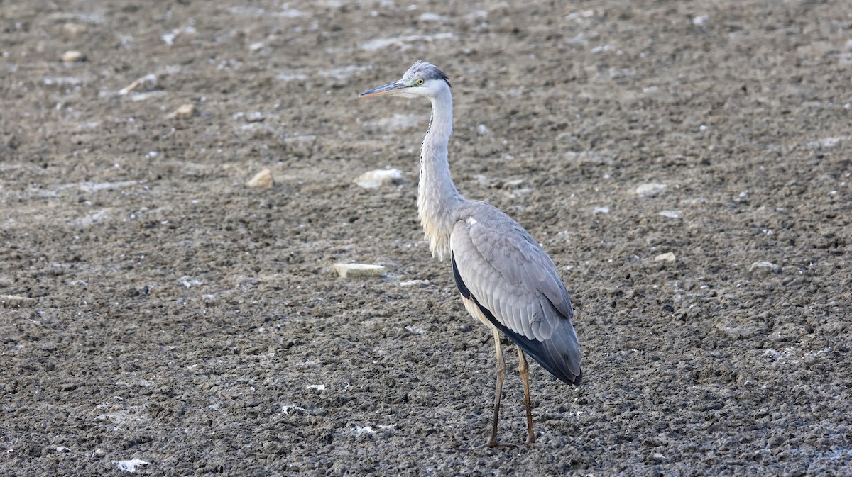 Чапля сіра - ML646575649