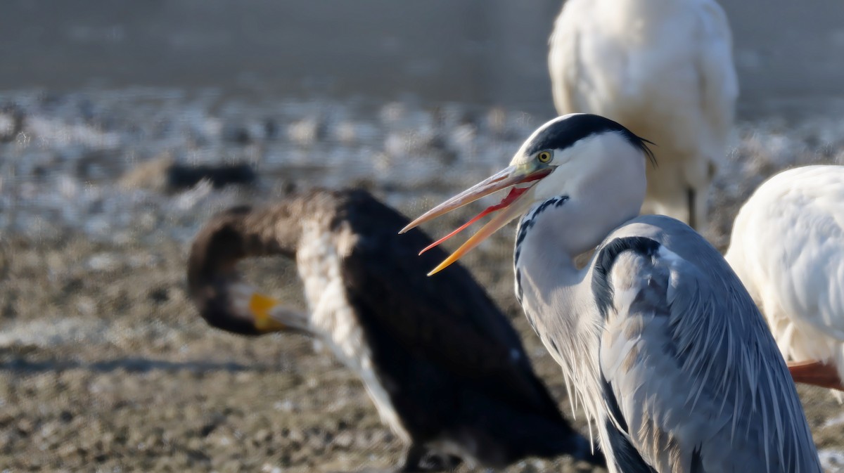 Чапля сіра - ML646575650