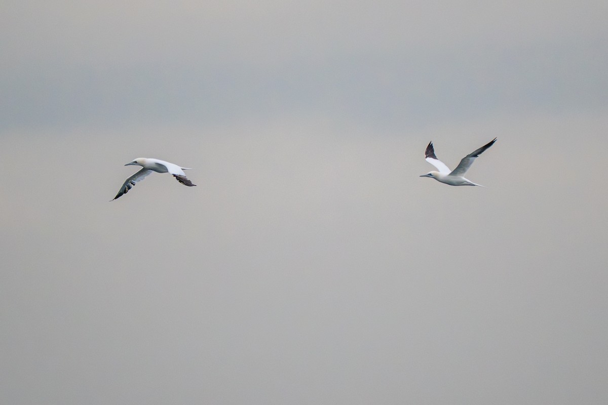 Northern Gannet - ML646575652