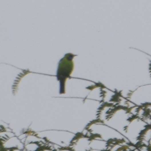 Altın Alınlı Yaprakkuşu - ML646575654