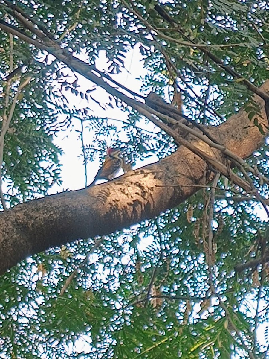 Kara Belli Alev Tepeli Ağaçkakan - ML646575657