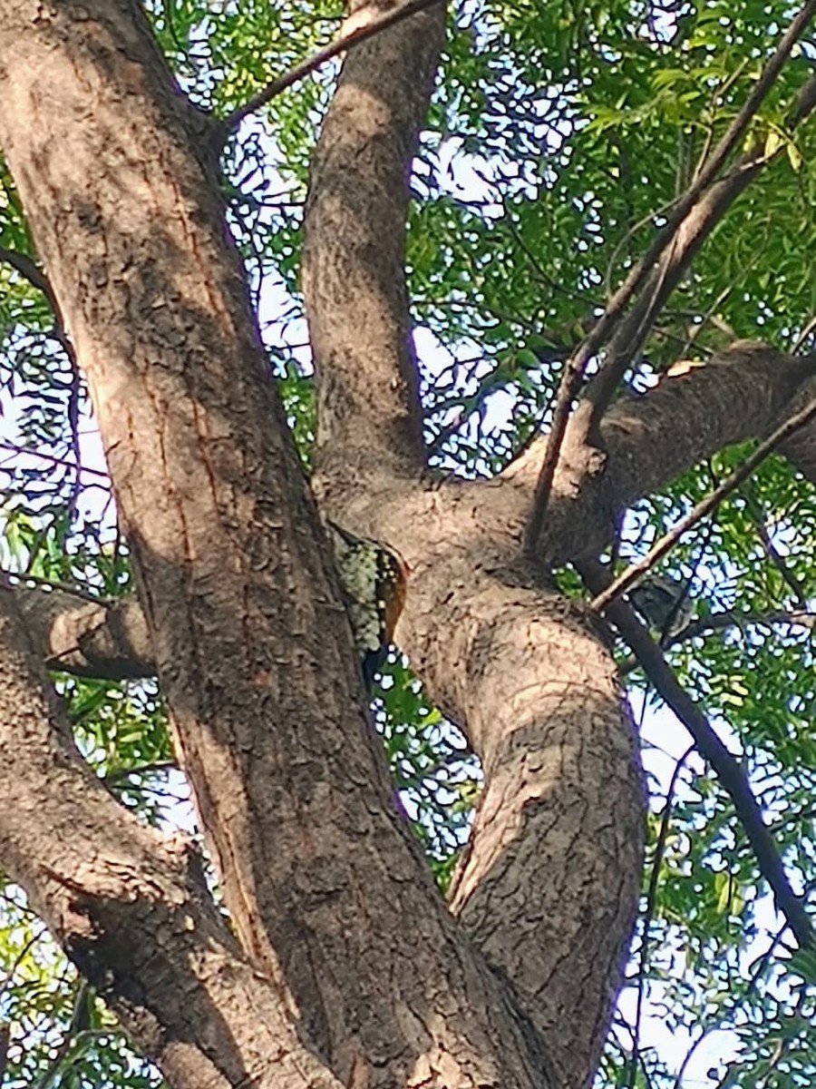 Kara Belli Alev Tepeli Ağaçkakan - ML646575658