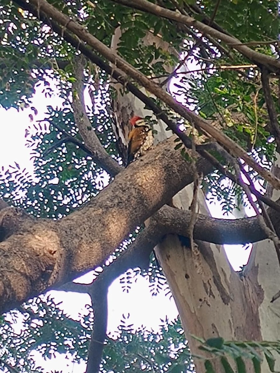 Kara Belli Alev Tepeli Ağaçkakan - ML646575659