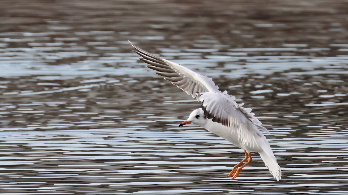 Karabaş Martı - ML646575661