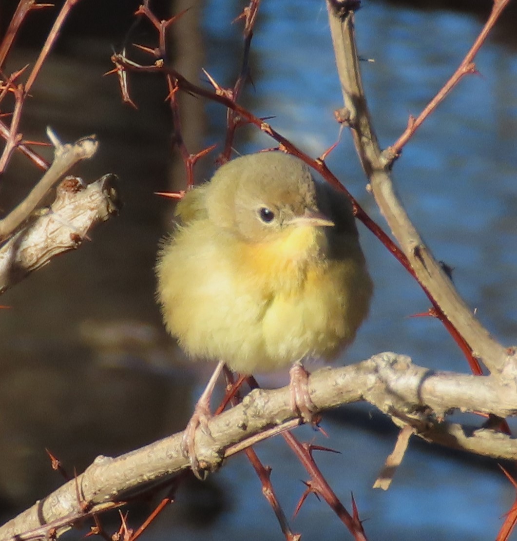 Common Yellowthroat - ML646575662