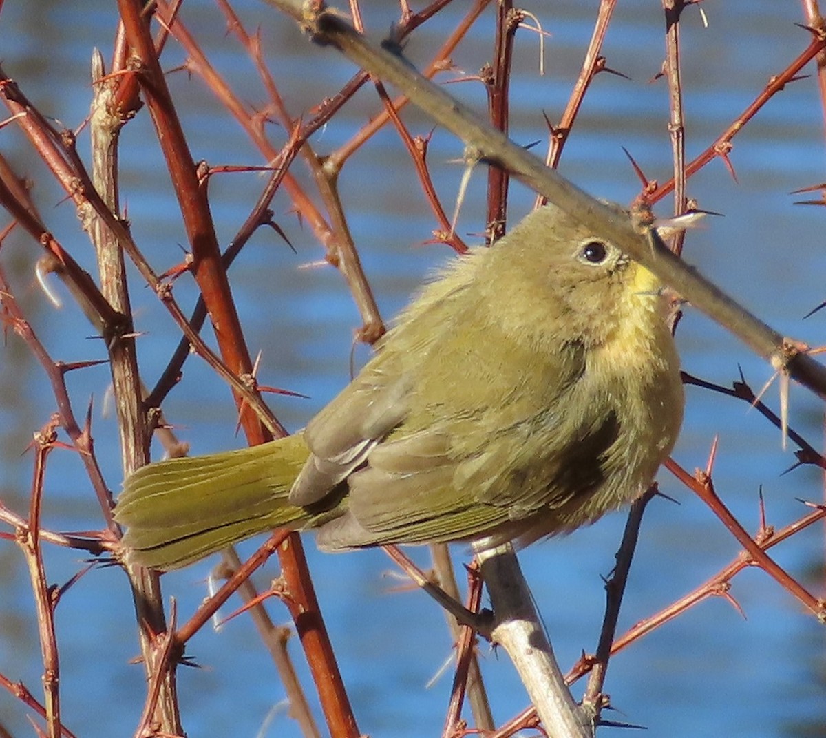 Common Yellowthroat - ML646575663