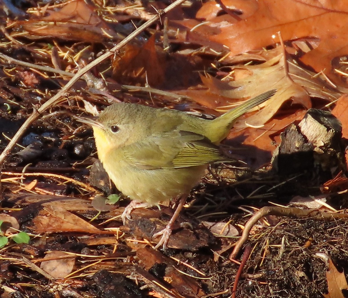 Common Yellowthroat - ML646575664