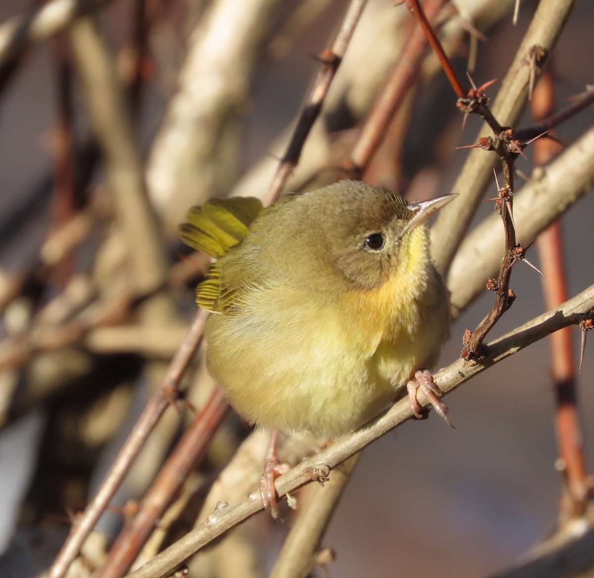 Common Yellowthroat - ML646575665