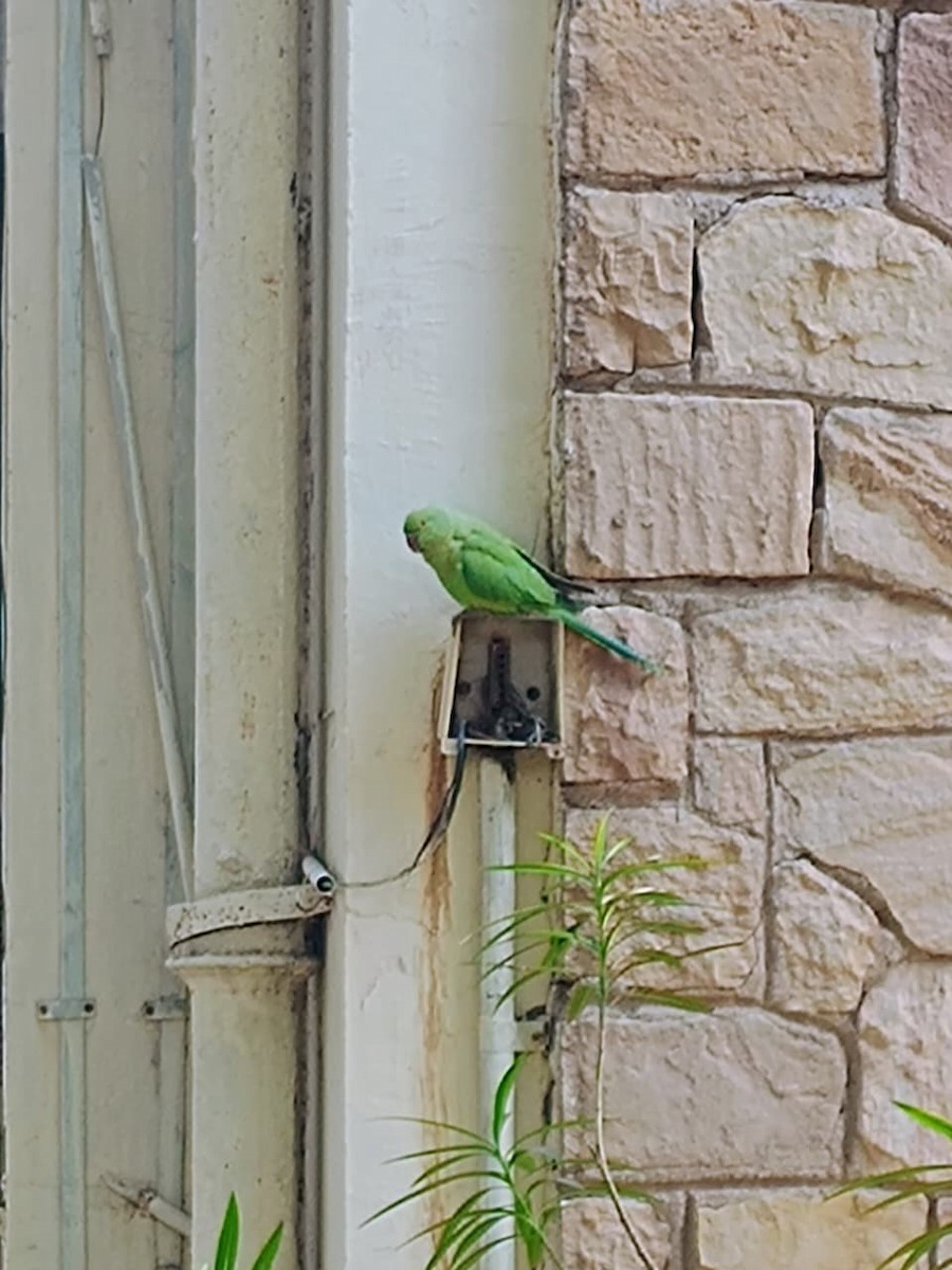 Yeşil Papağan - ML646575667