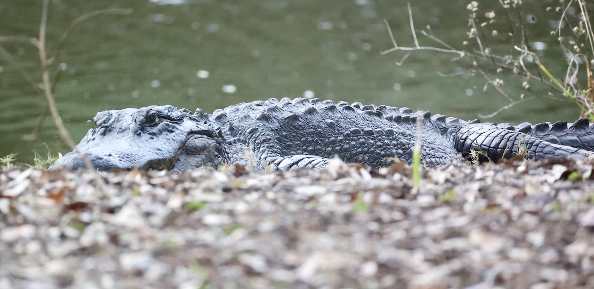 American Alligator - ML646575668