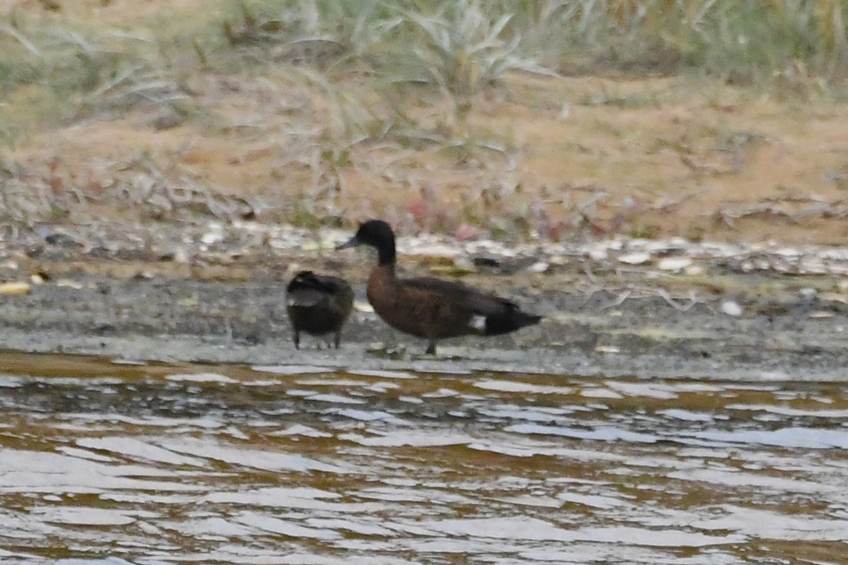 Kızıl Çamurcun - ML646575669