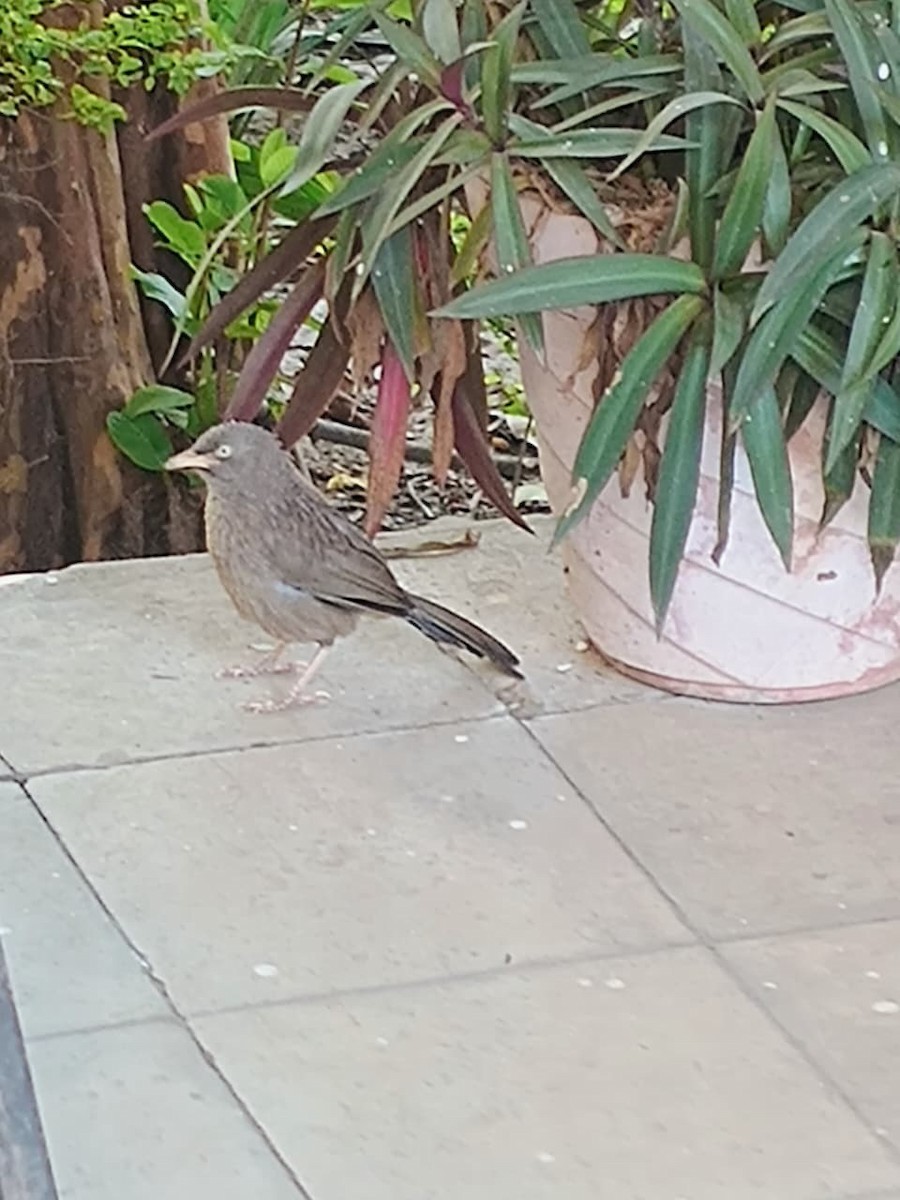 Çalılık Yedikardeşi - ML646575671