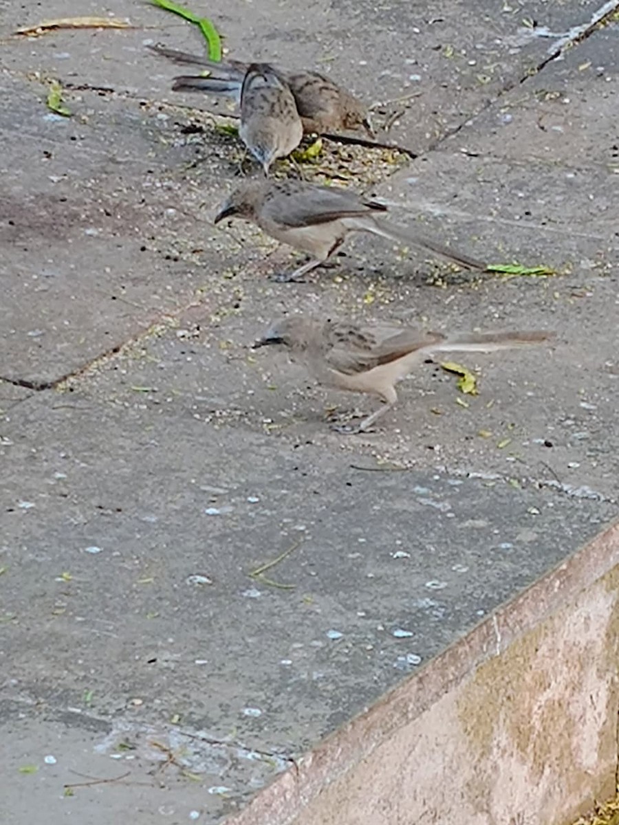 Büyük Gri Yedikardeş - ML646575672