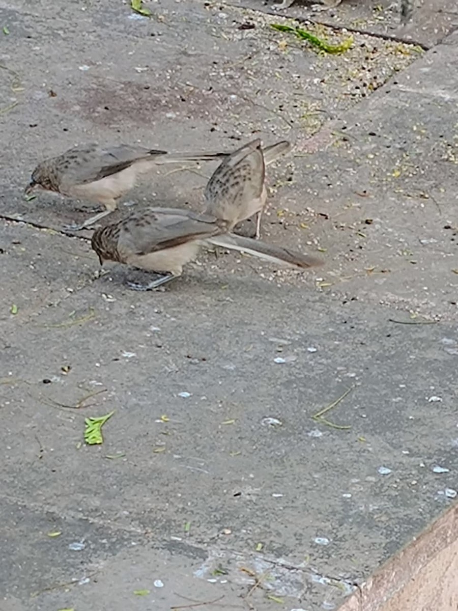 Büyük Gri Yedikardeş - ML646575673