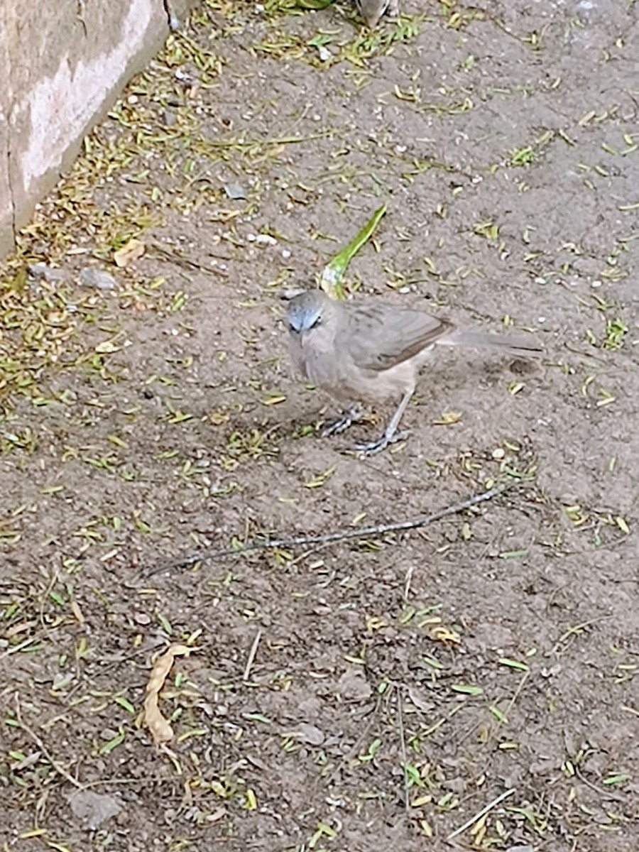 Büyük Gri Yedikardeş - ML646575674