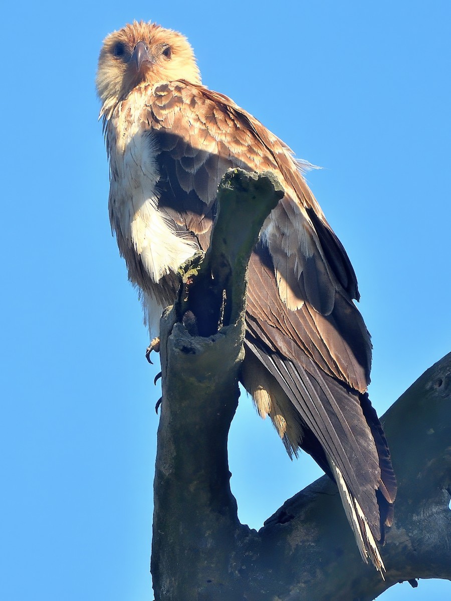 Islıkçı Çaylak - ML646575675