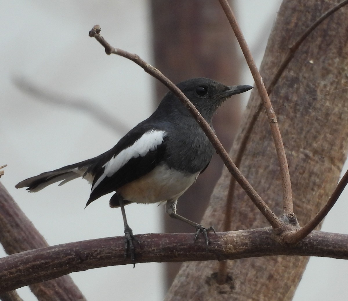 Çinhindi Alaca Bülbülü - ML646575676