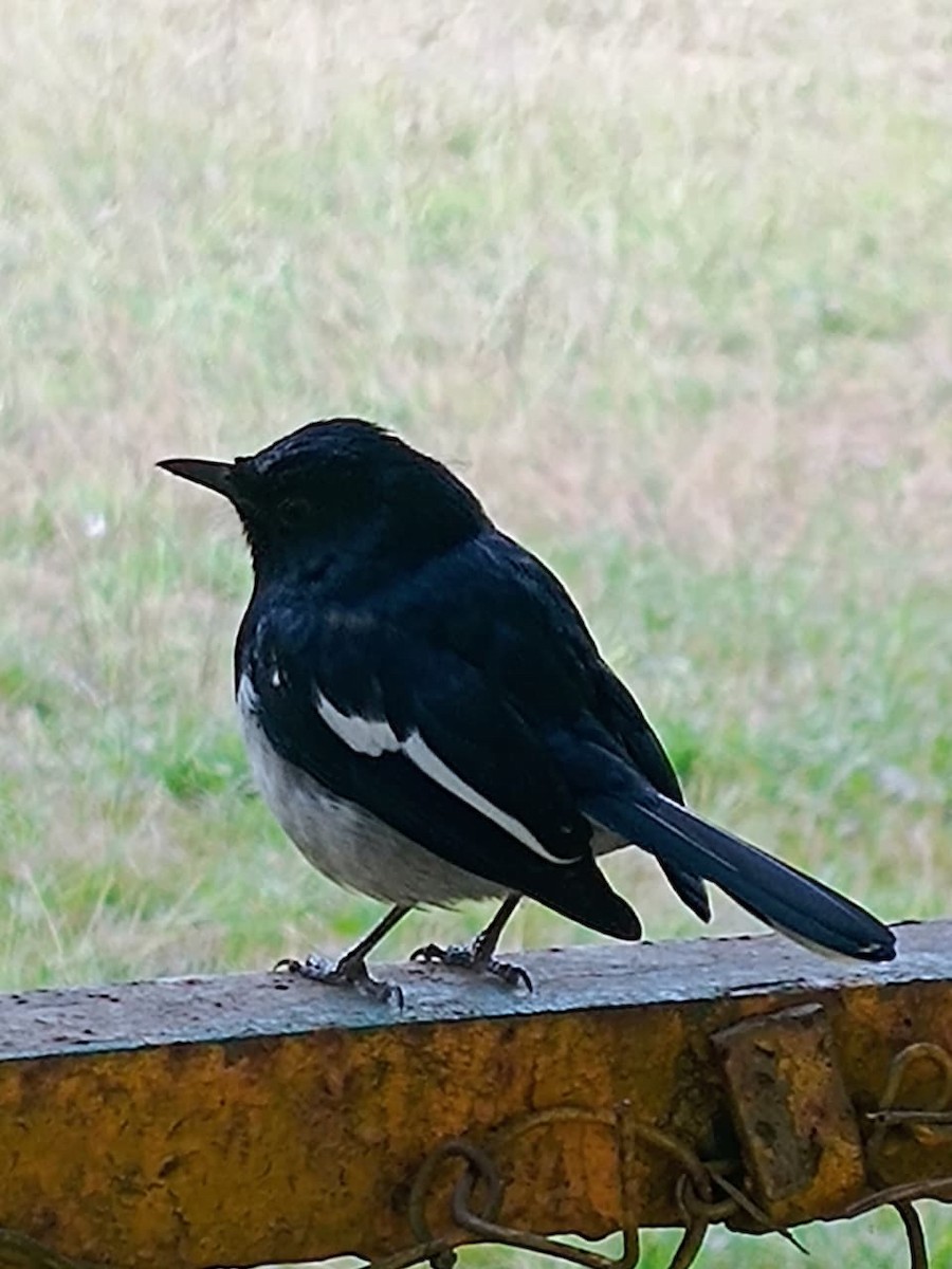 Çinhindi Alaca Bülbülü - ML646575677