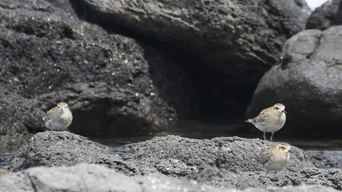 Küçük Altın Yağmurcun - ML646575678