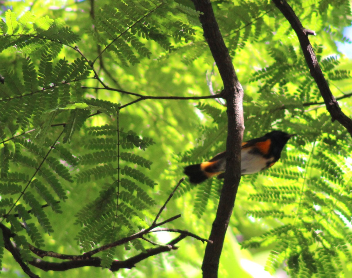 Kızıl Kuyruklu Ötleğen - ML646575679