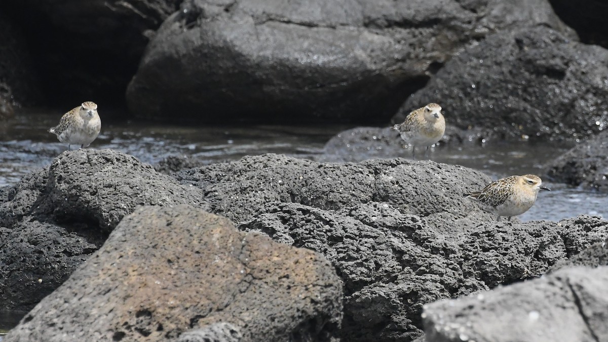 Küçük Altın Yağmurcun - ML646575680