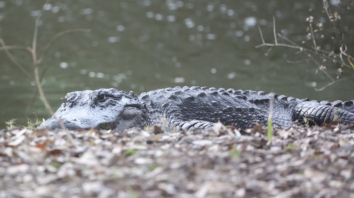 American Alligator - ML646575687