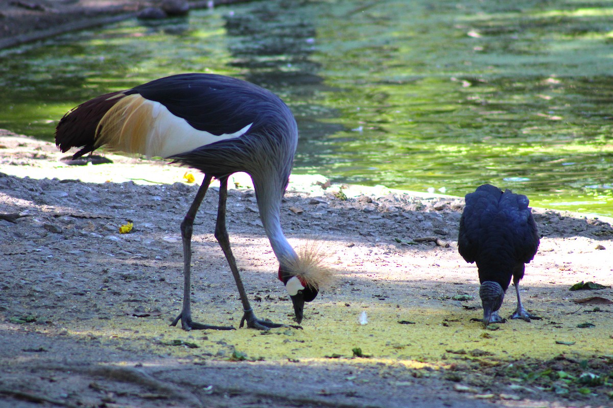 Karga Akbabası - ML646575688