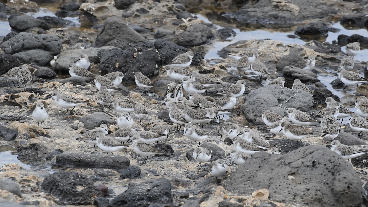 Kızıl Boyunlu Kumkuşu - ML646575689