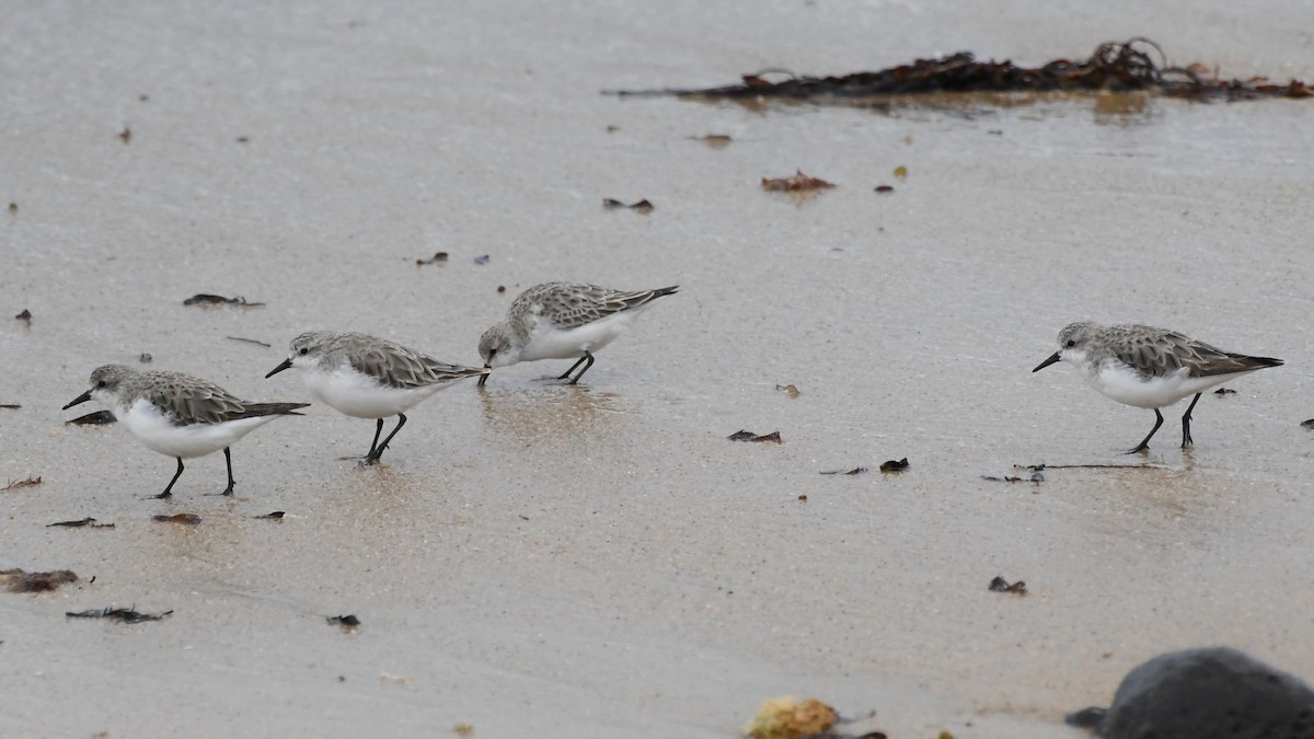 Kızıl Boyunlu Kumkuşu - ML646575690