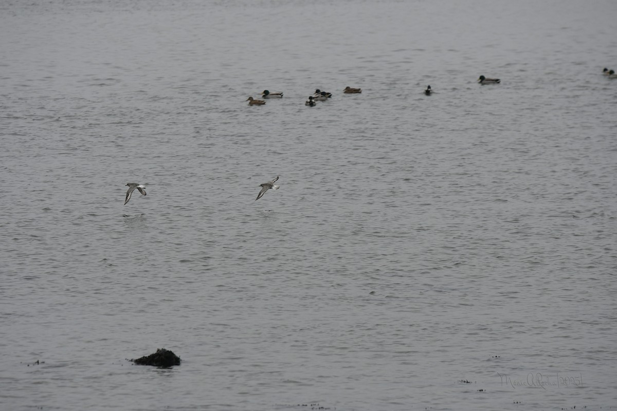 Yeşilbaş - ML646575691