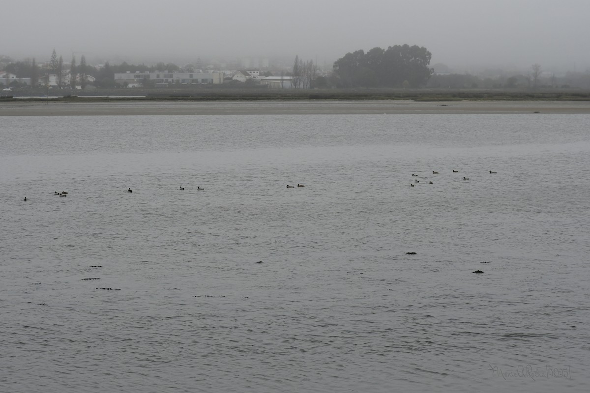 Yeşilbaş - ML646575692