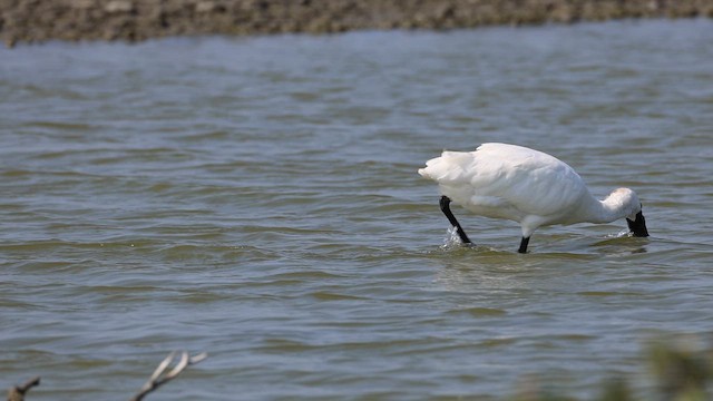 Küçük Kaşıkçı - ML646575693