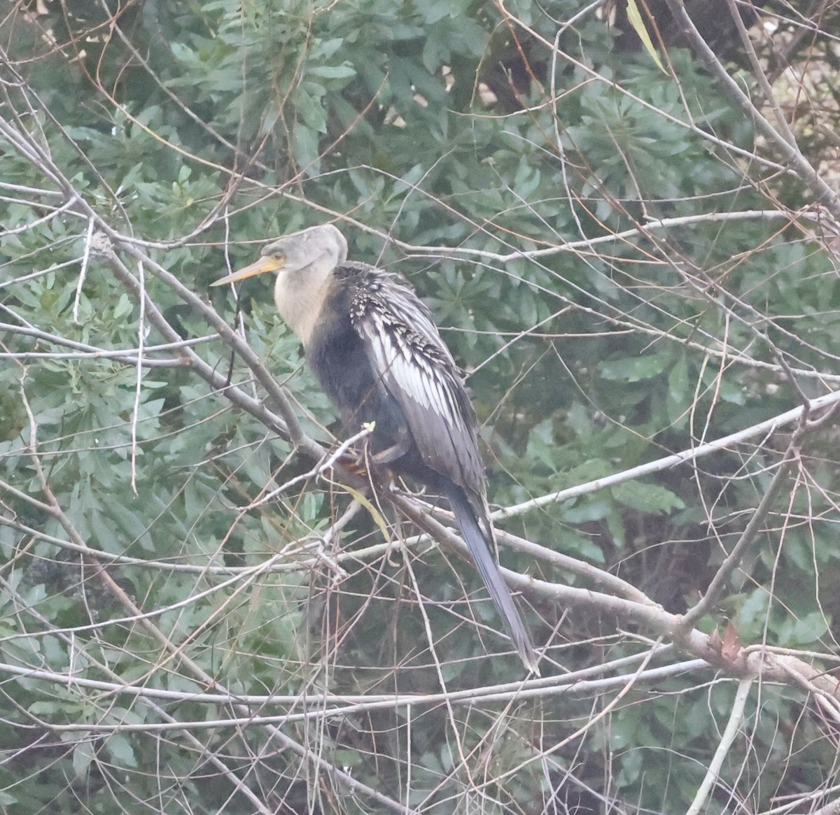 Amerika Yılanboyunu - ML646575694