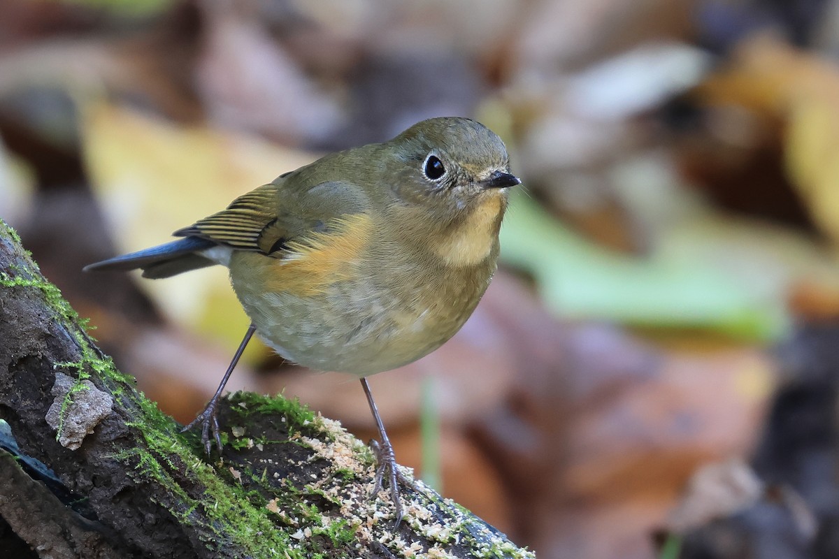 ルリビタキ - ML646575696