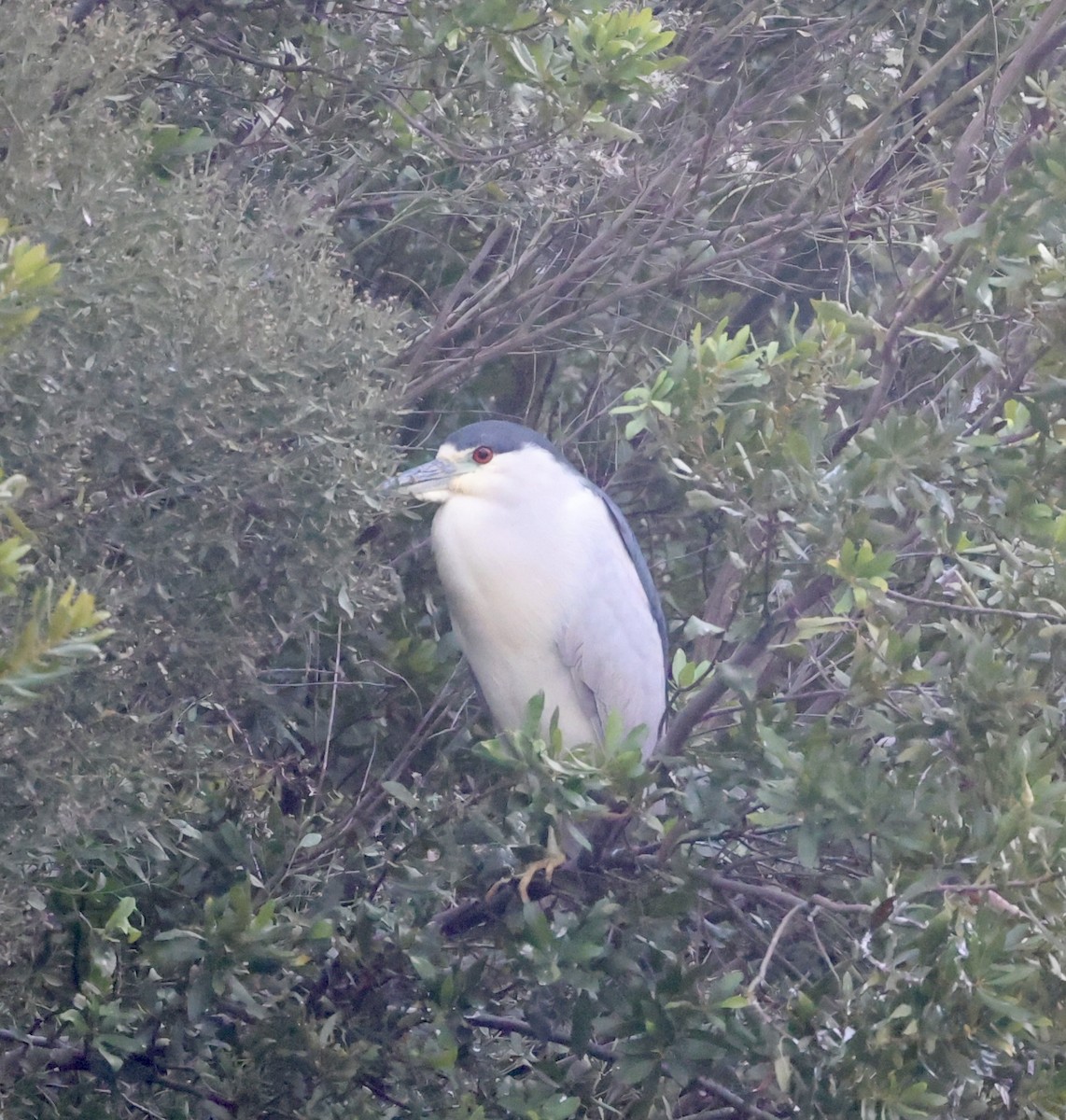 ゴイサギ - ML646575697