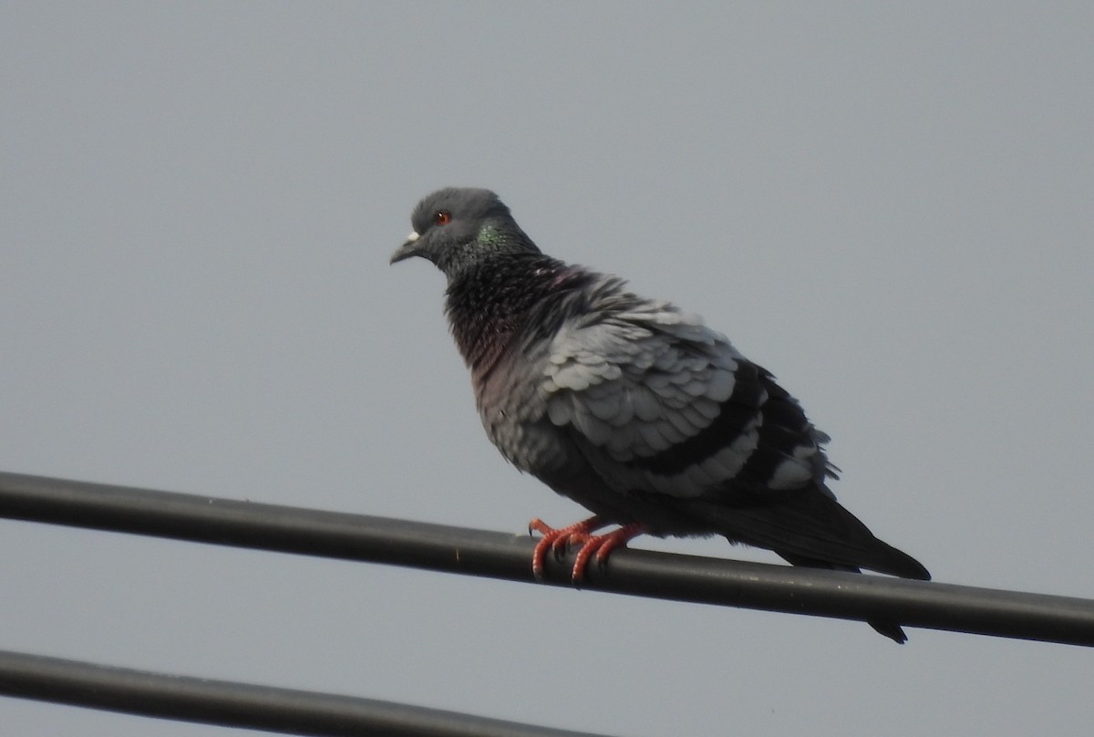 カワラバト（ドバト、家畜型） - ML646575698