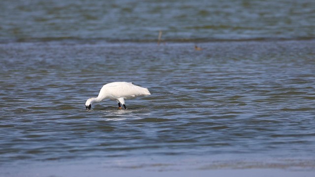 クロツラヘラサギ - ML646575702