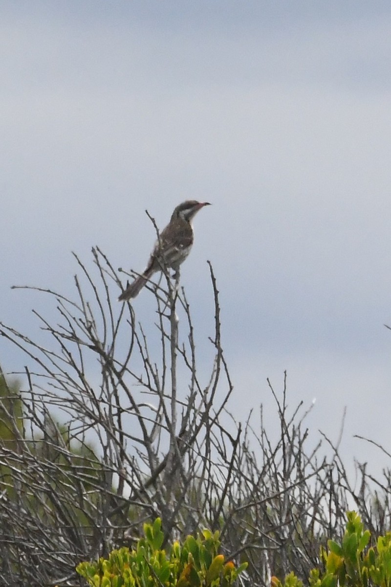 ケミミミツスイ - ML646575706