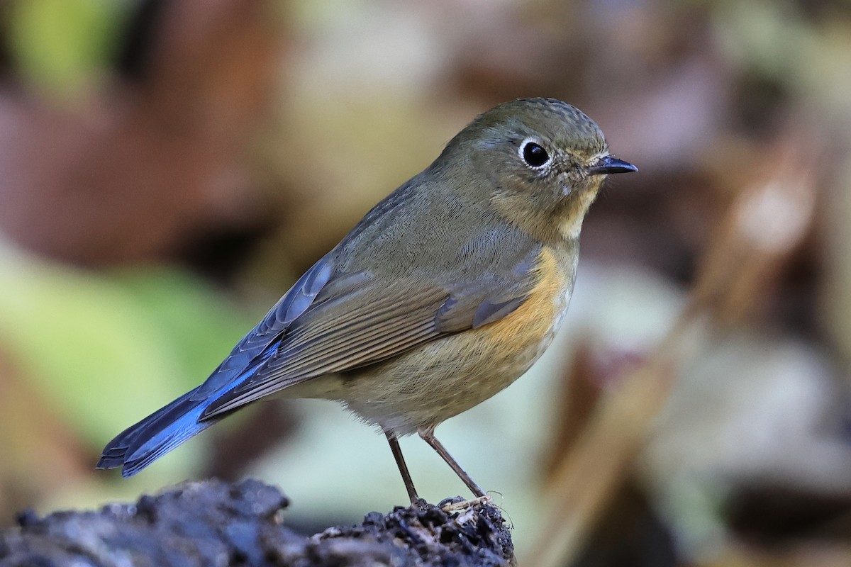 ルリビタキ - ML646575707