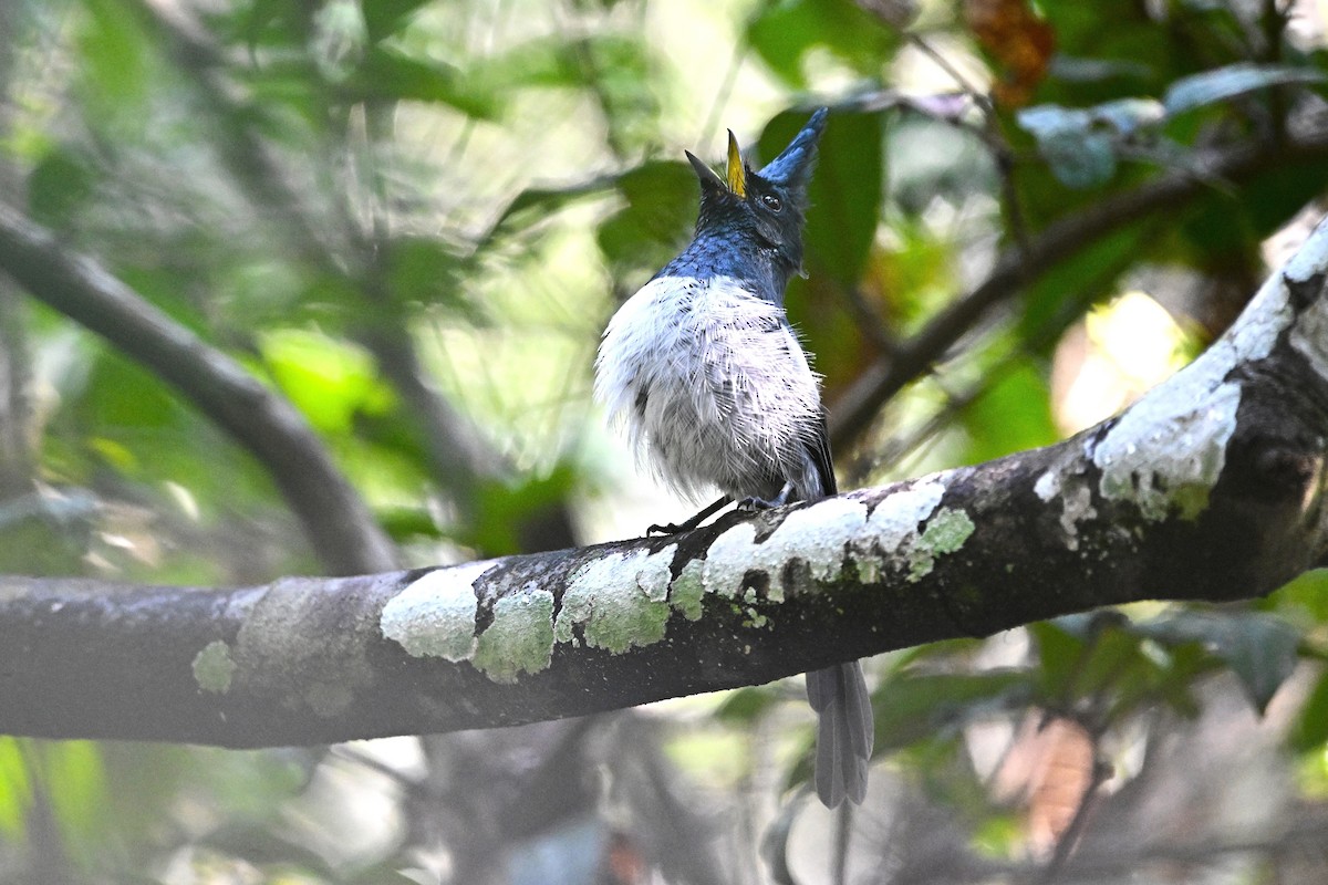 カンムリヒタキ - ML646575708