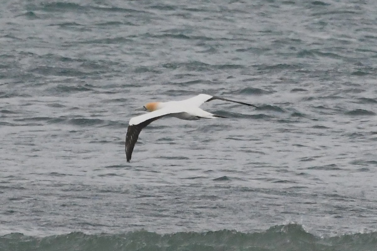 オーストラリアシロカツオドリ - ML646575709