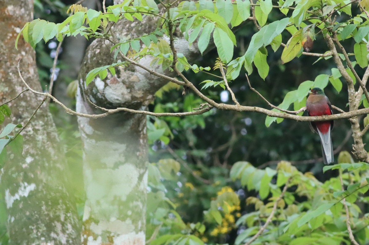 アフリカキヌバネドリ - ML646575711