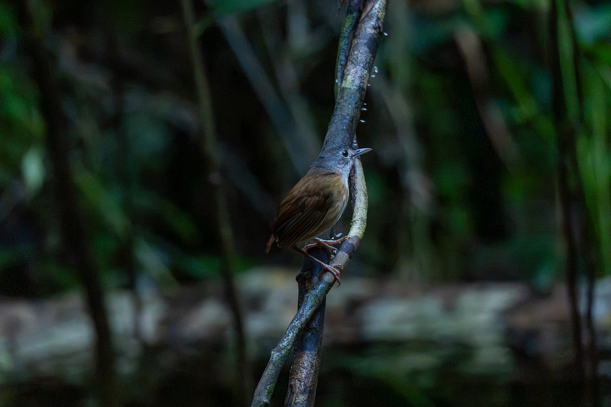 パラワンムジチメドリ - ML646575712