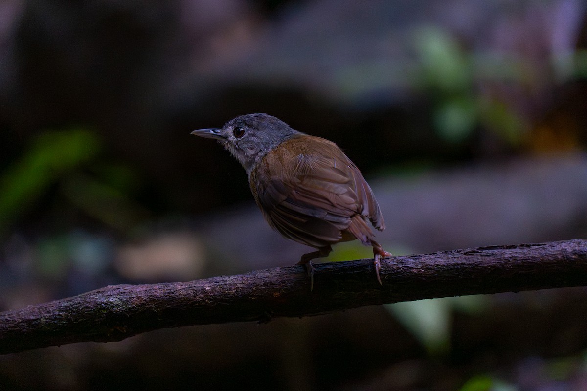 パラワンムジチメドリ - ML646575715