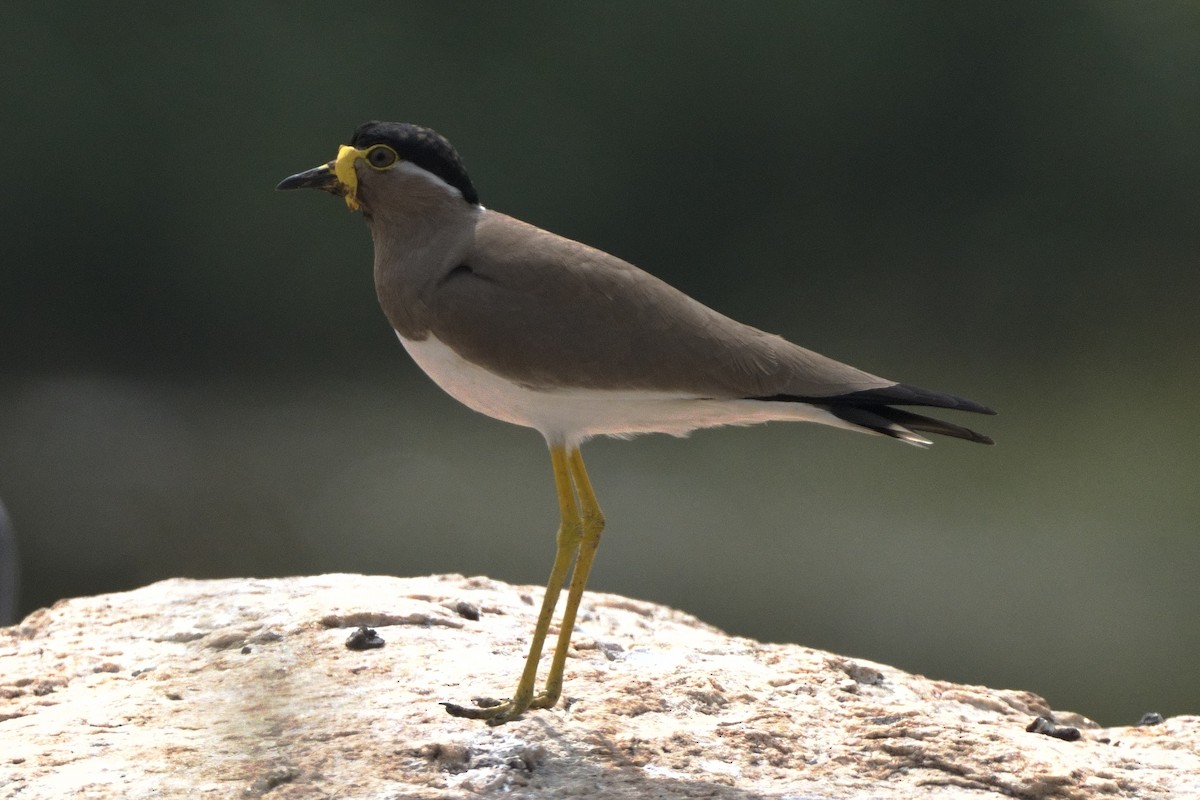 キトサカゲリ - ML646575716