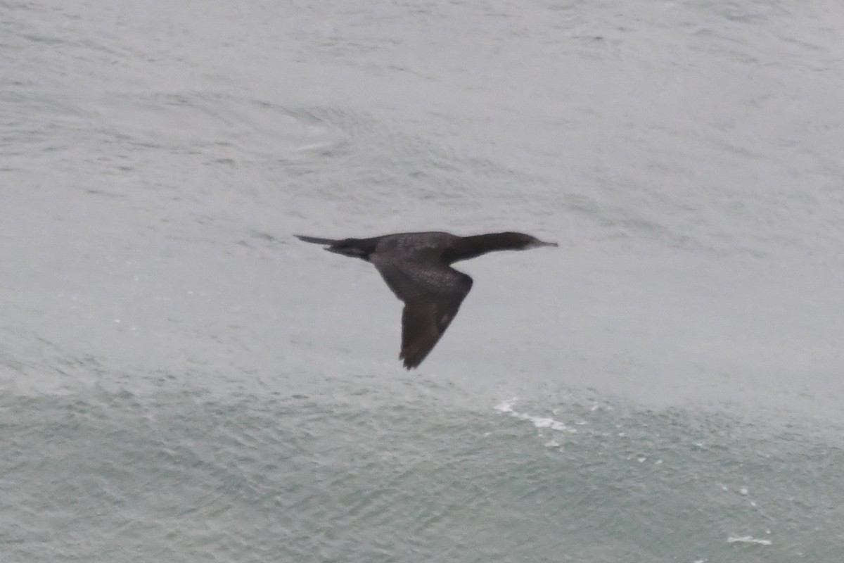 ミナミクロヒメウ - ML646575718