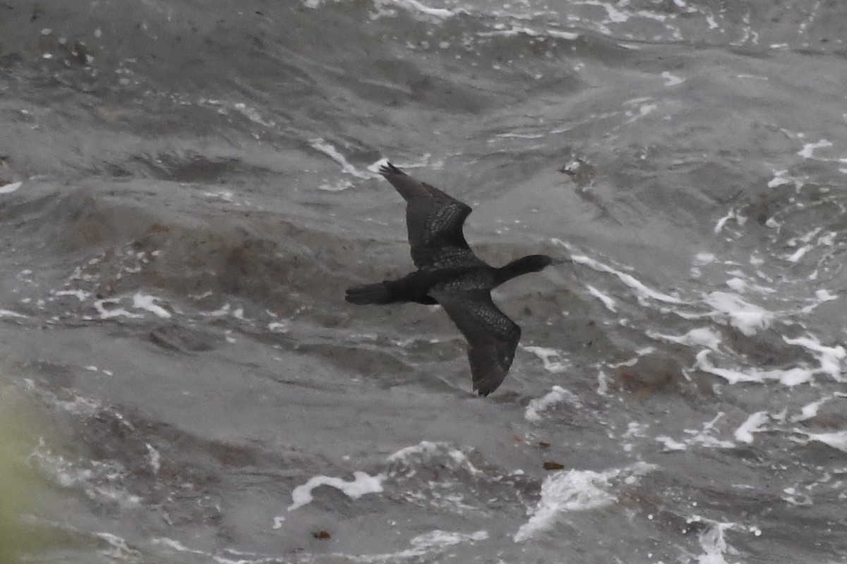 ミナミクロヒメウ - ML646575719