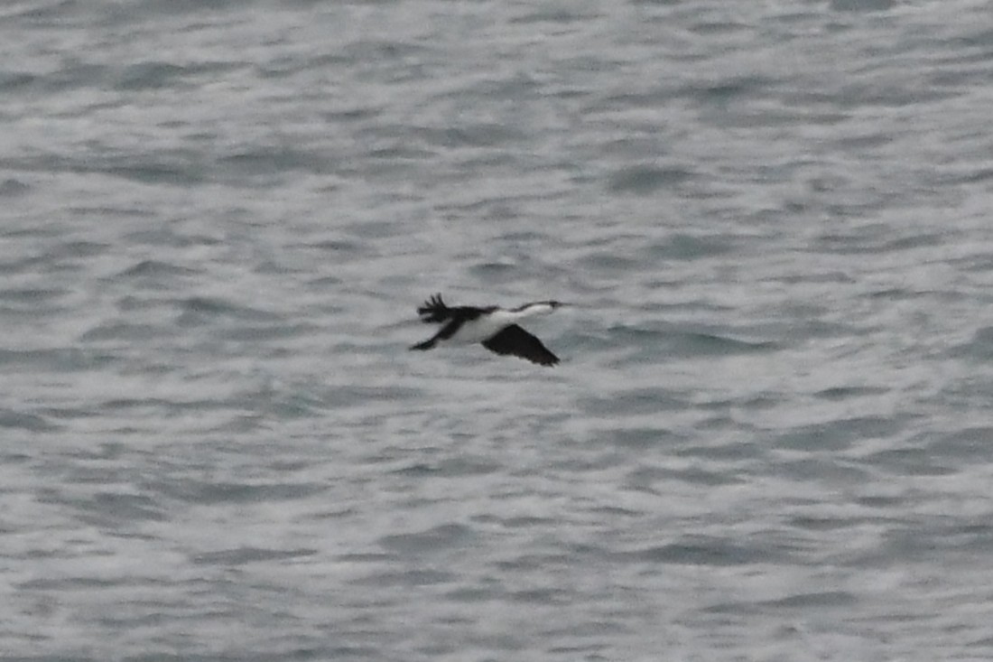 ムナジロウ - ML646575720